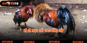 đá gà trực tiếp CPC1