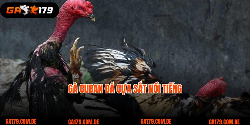 gà Cuban đá cựa sắt